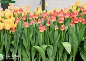 Tulipa Candy Corner (2)